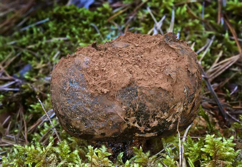 Pisolithus tinctorius